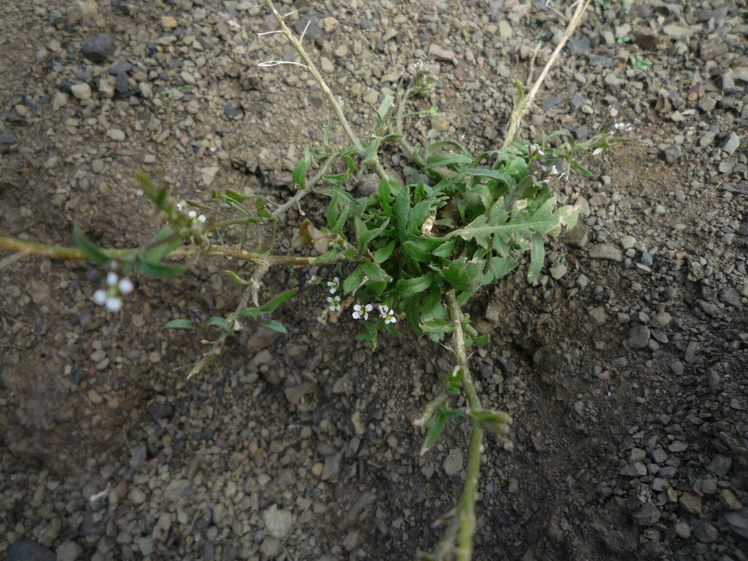 High Resolution Capsella bursa-pastoris Leaf